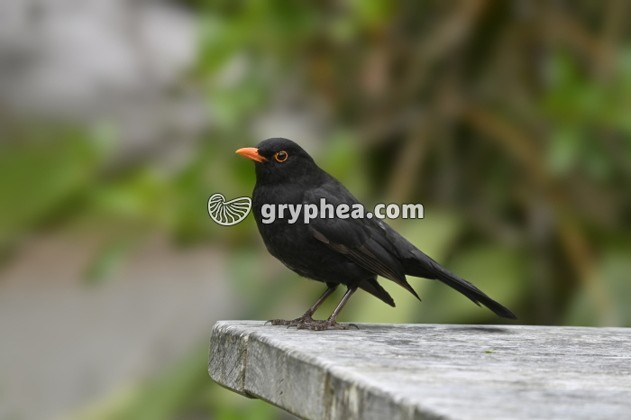 Merle noir mâle (Turdus merula) - gryphea.org